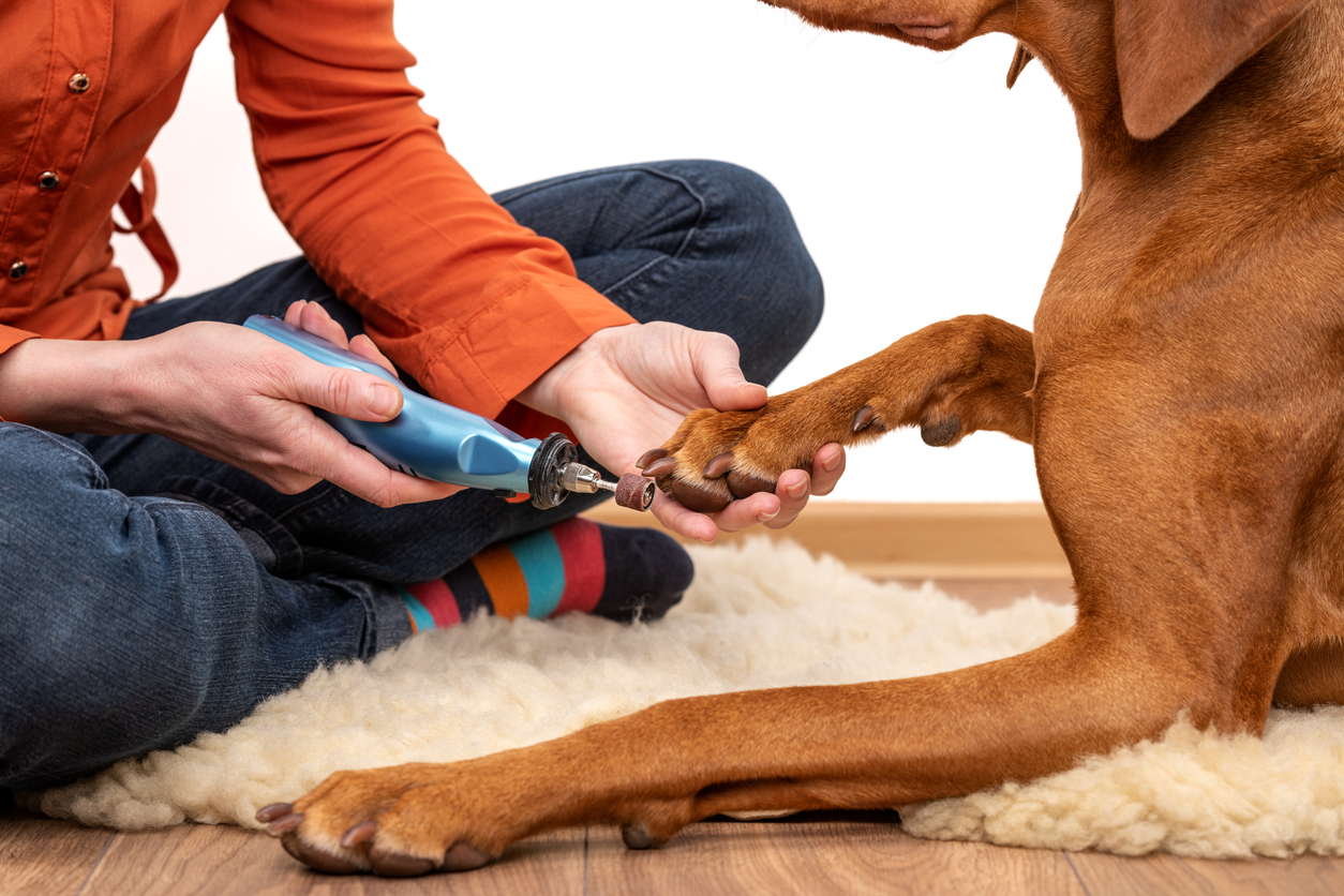 Professional nail grinding service for dogs