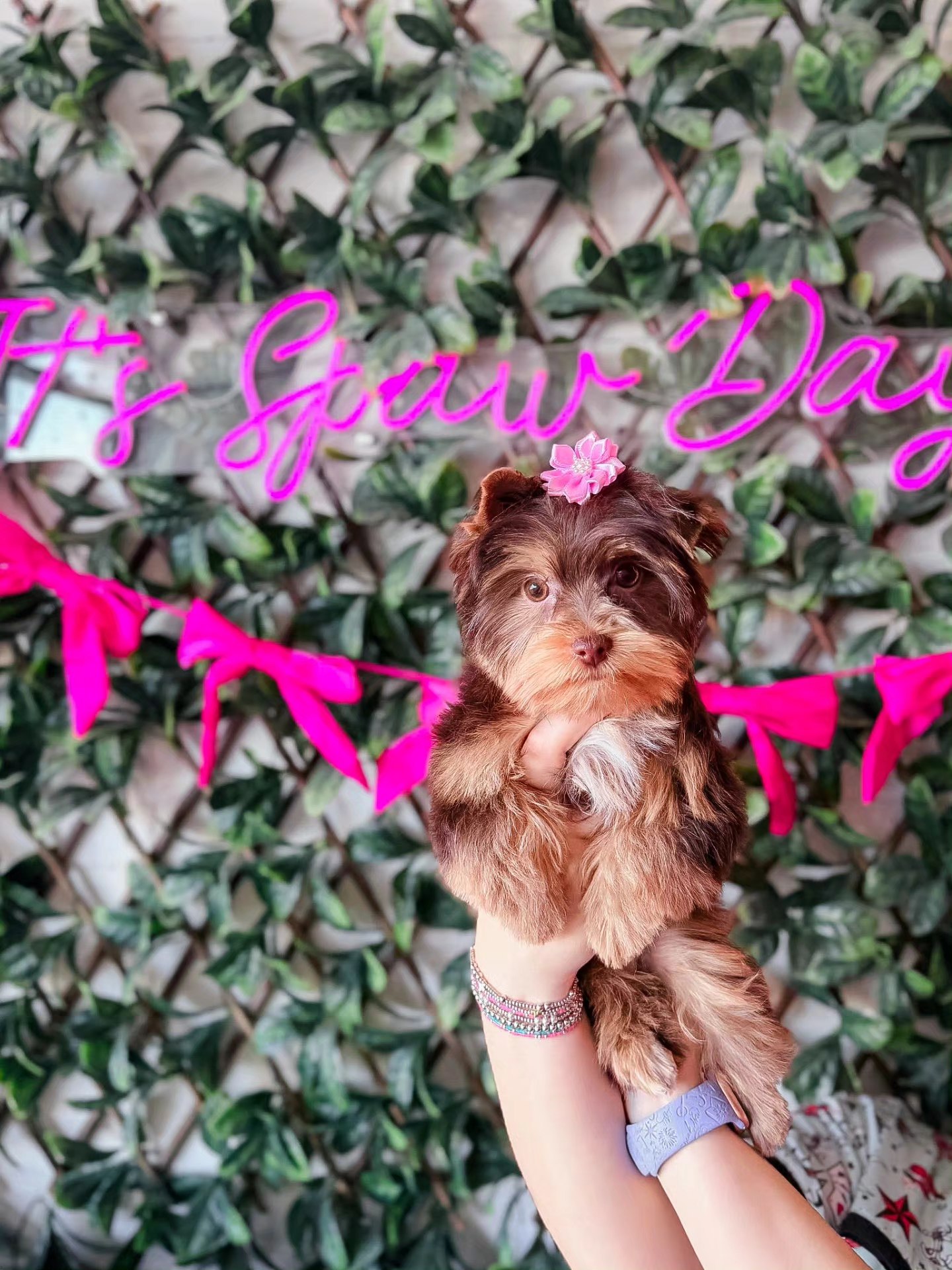 An adorable Yorkshire Terrier puppy with a pink flower accessory being held up in front of a 'It's Spaw Day' neon sign at Little Jenna's Grooming